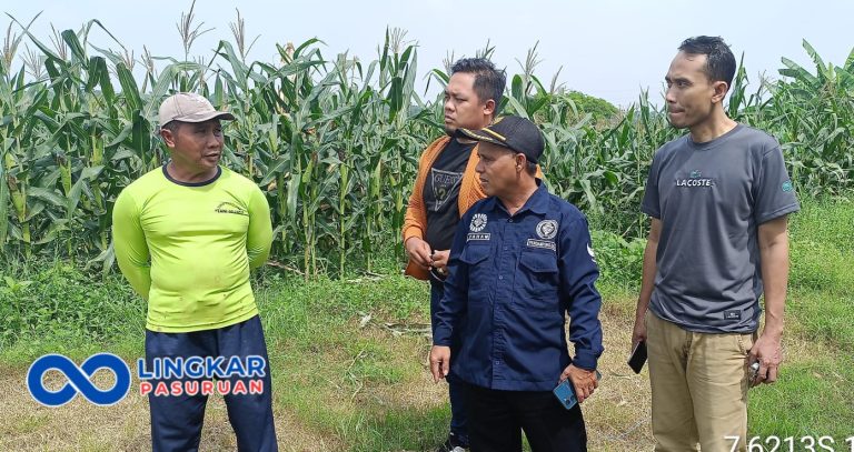 Desa Baujeng Angkat Jagung dan Kambing, Model Ketahanan Pangan 2025 yang Siap Direplikasi