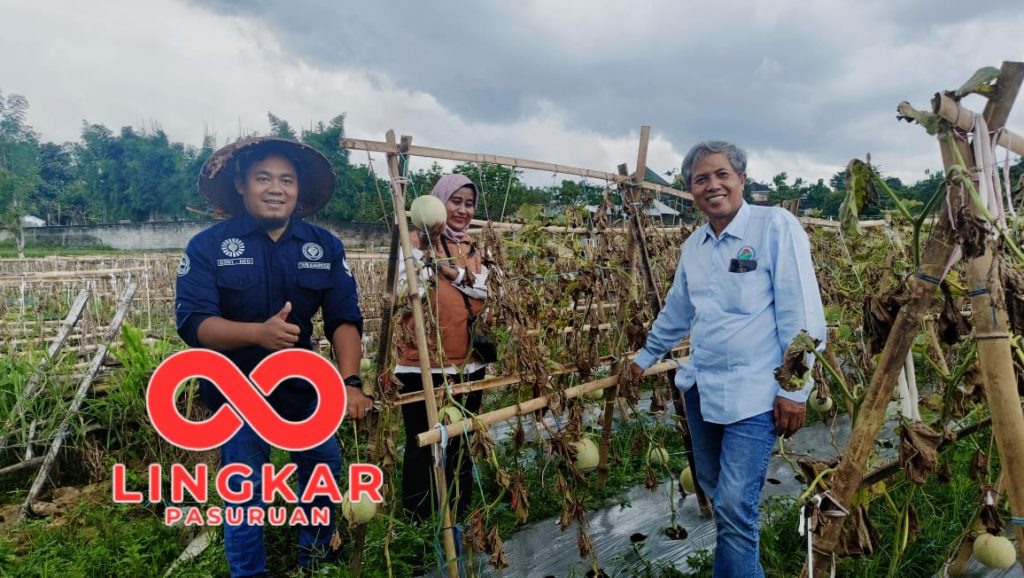 BUM Desa Mavendra Karangrejo Panen Raya Benih Melon 2025, Harga Daging Rp 5.000/Kg dan Fokus Kualitas Biji