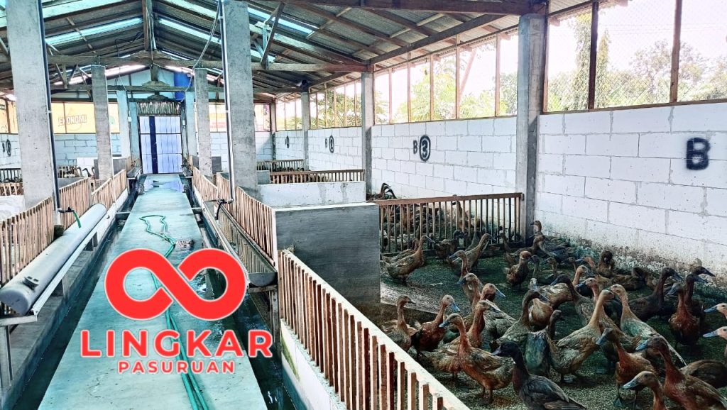 BUMDes Rejosolor Sukses Kembangkan Bebek petelur dengan populasi 450 Ekor, Guna penuhi permintaan telur