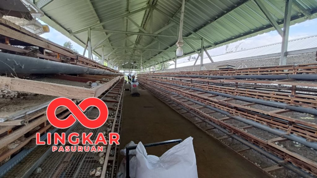 Budidaya Puyuh di Kecamatan Purwodadi Pasuruan Hasilkan 600 Kg Telur per Minggu